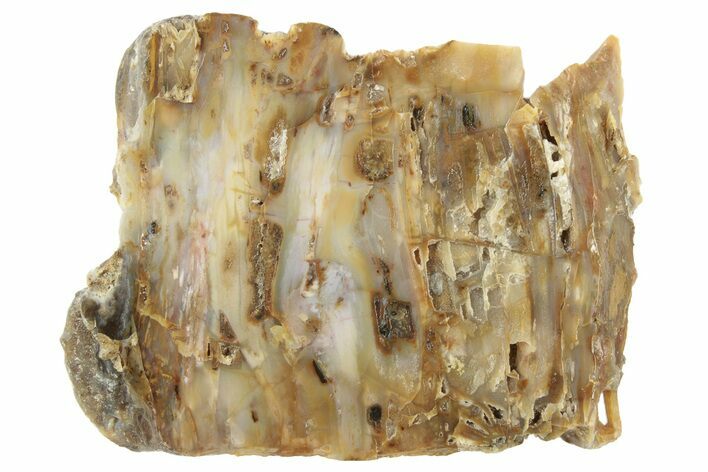 Cplorful Petrified Wood Slab - Texas #236502